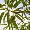 Carica lanceolata - Mamão Papaya Pingo de Mel, Papaya da Bolívia, Mamão Papaia Folha de Lança - Image 5