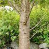 Carica lanceolata - Mamão Papaya Pingo de Mel, Papaya da Bolívia, Mamão Papaia Folha de Lança - Image 6