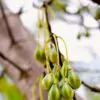 Carica lanceolata - Mamão Papaya Pingo de Mel, Papaya da Bolívia, Mamão Papaia Folha de Lança - Image 7