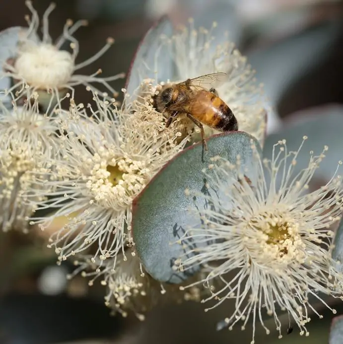 Eucalyptus cinerea - Eucalipto Prateado, Eucalipto Azul, Goma Azul, Eucalipto Dólar de Prata