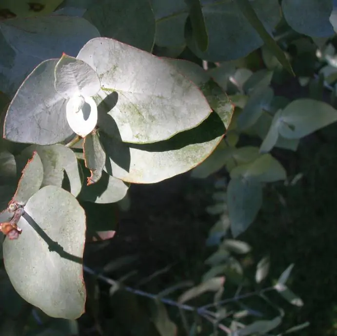 Eucalyptus cinerea - Eucalipto Prateado, Eucalipto Azul, Goma Azul, Eucalipto Dólar de Prata - Imagem 2