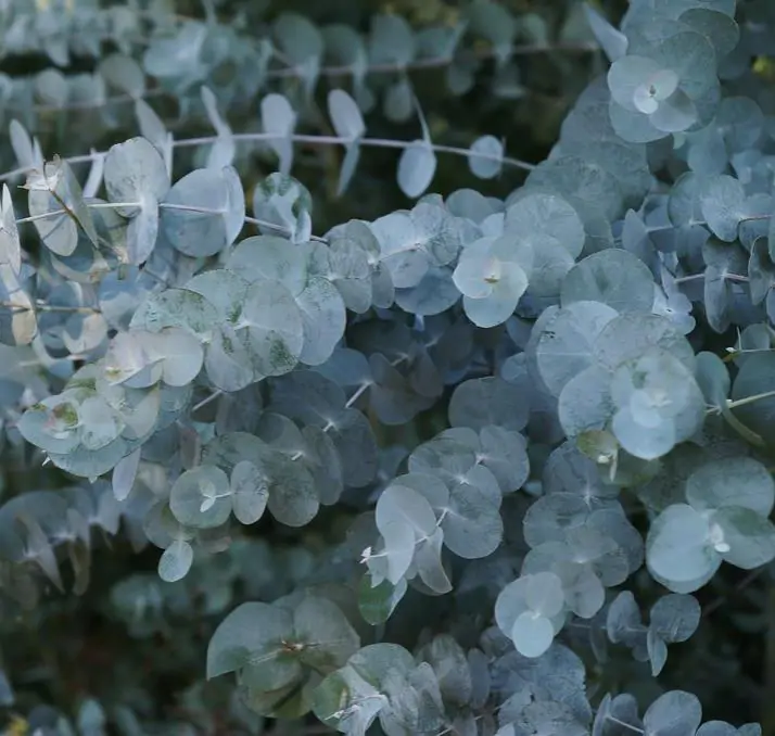 Eucalyptus cinerea - Eucalipto Prateado, Eucalipto Azul, Goma Azul, Eucalipto Dólar de Prata - Imagem 3