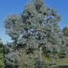 Eucalyptus cinerea - Eucalipto Prateado, Eucalipto Azul, Goma Azul, Eucalipto Dólar de Prata - Image 4
