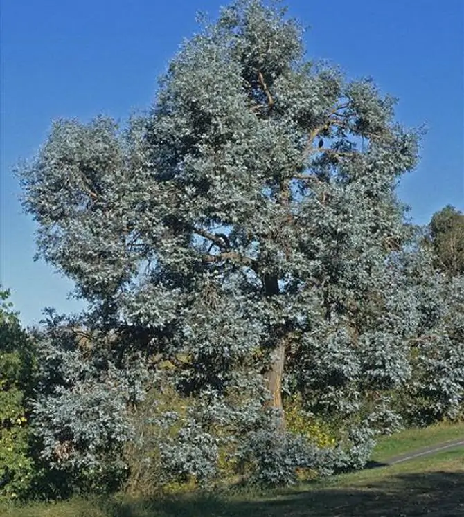 Eucalyptus cinerea - Eucalipto Prateado, Eucalipto Azul, Goma Azul, Eucalipto Dólar de Prata - Imagem 4