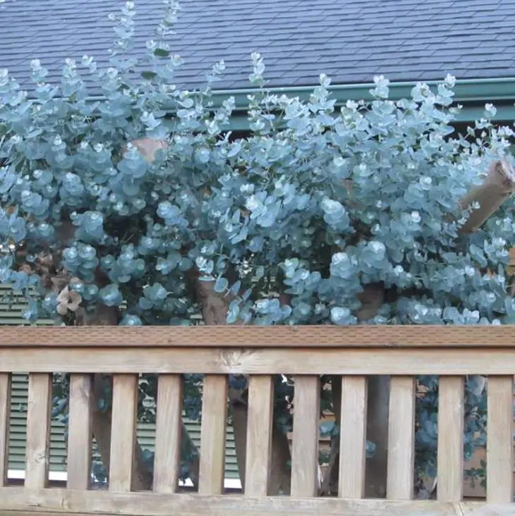 Eucalyptus cinerea - Eucalipto Prateado, Eucalipto Azul, Goma Azul, Eucalipto Dólar de Prata - Imagem 5
