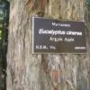 Eucalyptus cinerea - Eucalipto Prateado, Eucalipto Azul, Goma Azul, Eucalipto Dólar de Prata - Image 6