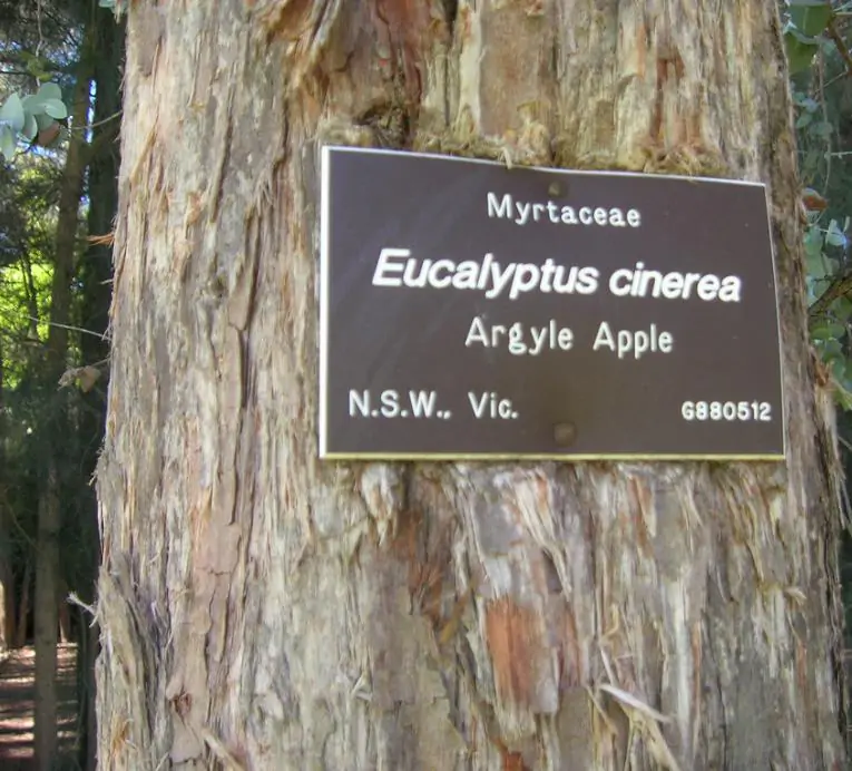 Eucalyptus cinerea - Eucalipto Prateado, Eucalipto Azul, Goma Azul, Eucalipto Dólar de Prata - Imagem 6