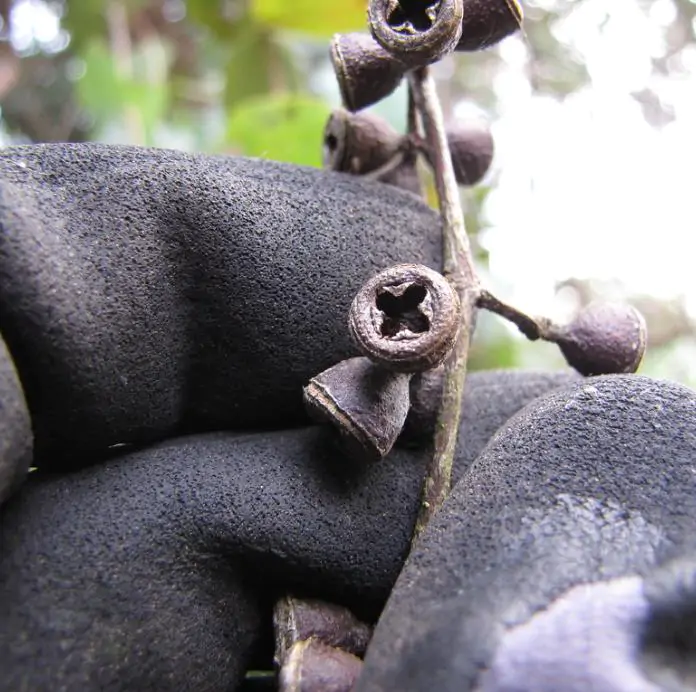Eucalyptus cinerea - Eucalipto Prateado, Eucalipto Azul, Goma Azul, Eucalipto Dólar de Prata - Imagem 7