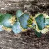 Eucalyptus cinerea - Eucalipto Prateado, Eucalipto Azul, Goma Azul, Eucalipto Dólar de Prata - Image 8
