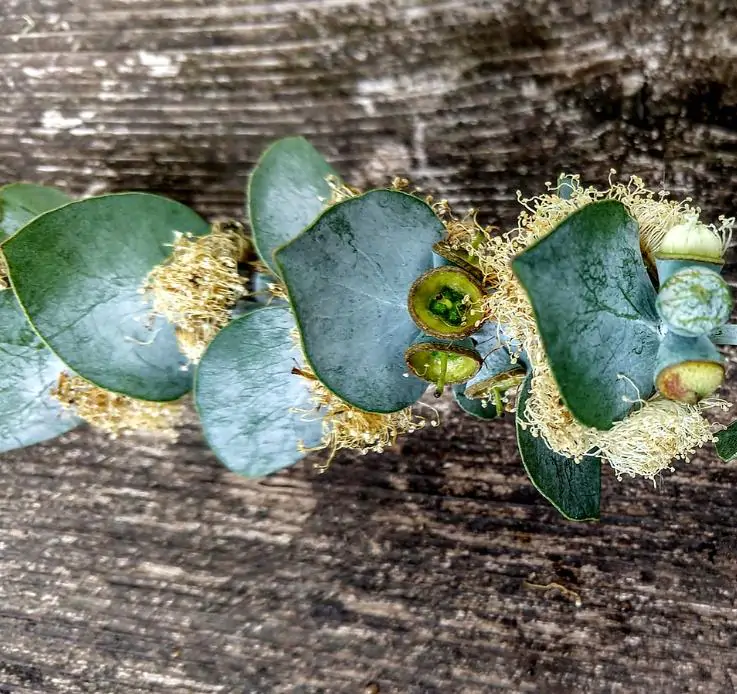 Eucalyptus cinerea - Eucalipto Prateado, Eucalipto Azul, Goma Azul, Eucalipto Dólar de Prata - Imagem 8