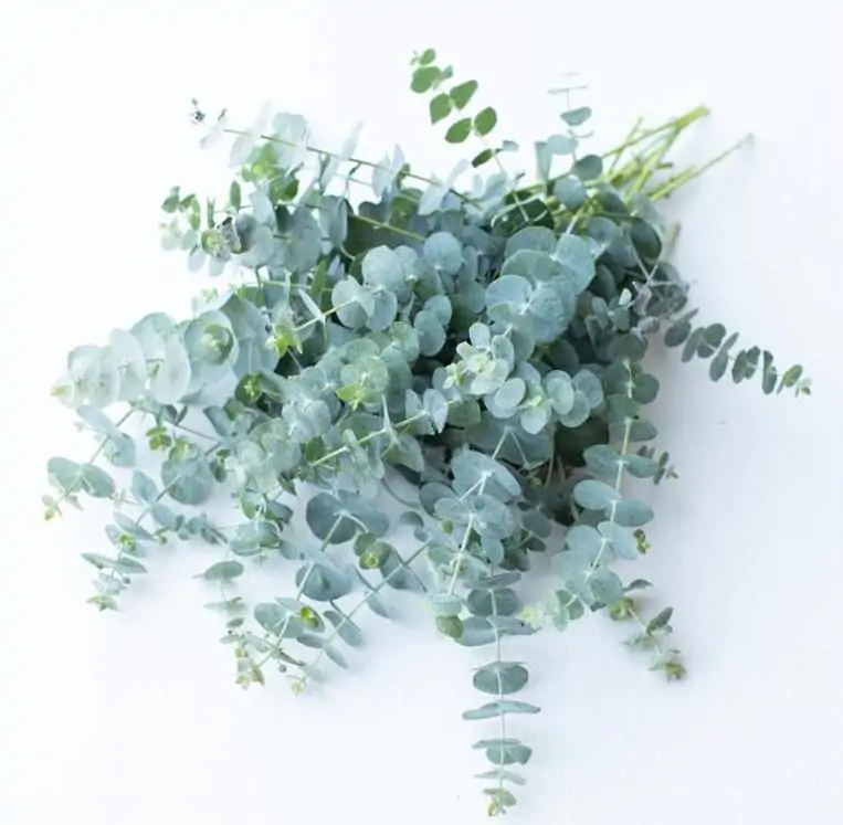 Eucalyptus pulverulenta 'Baby Blue' - Eucalipto Baby Blue, Eucalipto dos Floristas, Eucalipto Prata da Montanha - Imagem 2