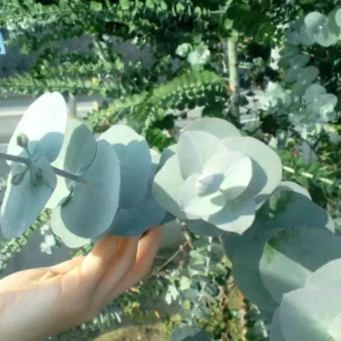 Eucalyptus pulverulenta 'Baby Blue' - Eucalipto Baby Blue, Eucalipto dos Floristas, Eucalipto Prata da Montanha - Imagem 4