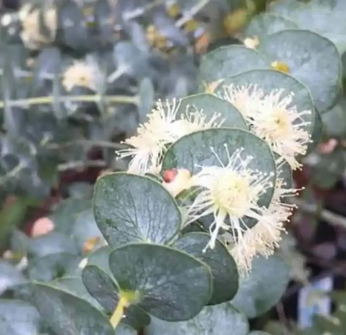 Eucalyptus pulverulenta 'Baby Blue' - Eucalipto Baby Blue, Eucalipto dos Floristas, Eucalipto Prata da Montanha - Imagem 5