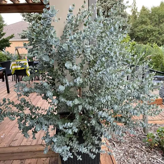 Eucalyptus pulverulenta 'Baby Blue' - Eucalipto Baby Blue, Eucalipto dos Floristas, Eucalipto Prata da Montanha - Imagem 8