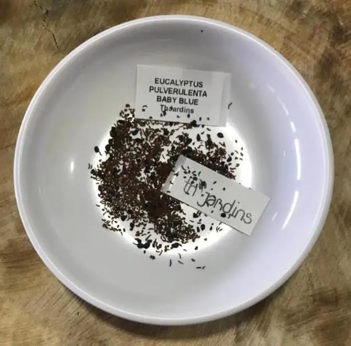 Eucalyptus pulverulenta 'Baby Blue' - Eucalipto Baby Blue, Eucalipto dos Floristas, Eucalipto Prata da Montanha - Imagem 9