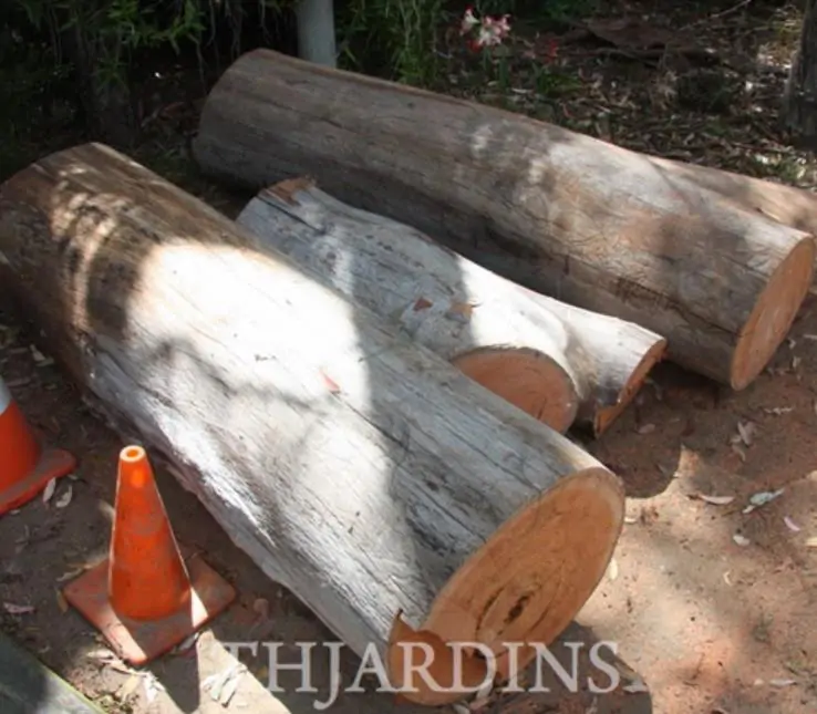 Eucalyptus punctata - Eucalipto Goma Cinza, Goma Cinza Madeira de Ferro, Grey Irongum