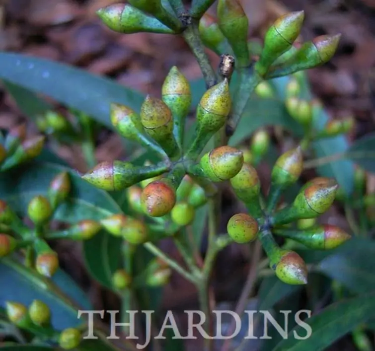 Eucalyptus punctata - Eucalipto Goma Cinza, Goma Cinza Madeira de Ferro, Grey Irongum - Imagem 2