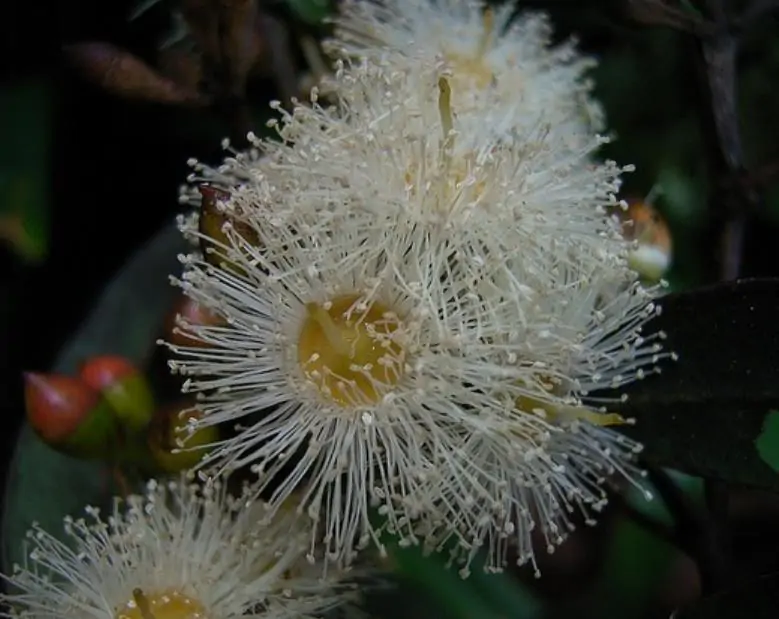 Eucalyptus punctata - Eucalipto Goma Cinza, Goma Cinza Madeira de Ferro, Grey Irongum - Imagem 3