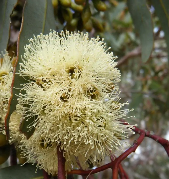 Eucalyptus punctata - Eucalipto Goma Cinza, Goma Cinza Madeira de Ferro, Grey Irongum - Imagem 4