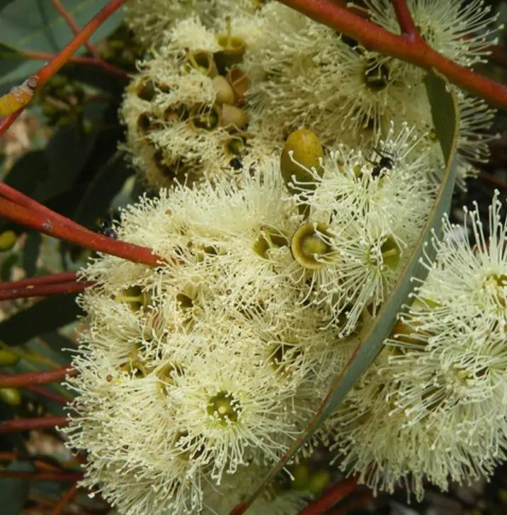 Eucalyptus punctata - Eucalipto Goma Cinza, Goma Cinza Madeira de Ferro, Grey Irongum - Imagem 5
