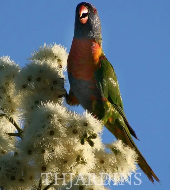 Eucalyptus punctata - Eucalipto Goma Cinza, Goma Cinza Madeira de Ferro, Grey Irongum - Imagem 6