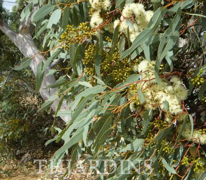 Eucalyptus punctata - Eucalipto Goma Cinza, Goma Cinza Madeira de Ferro, Grey Irongum - Imagem 7