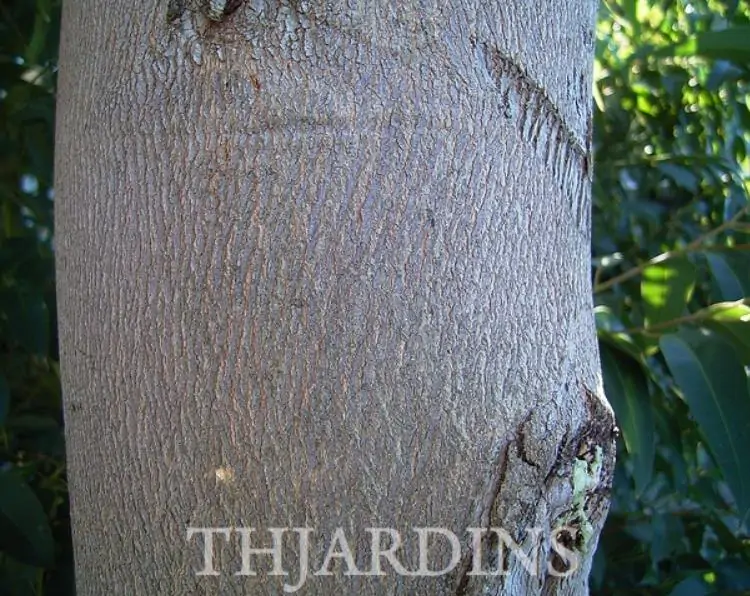 Eucalyptus punctata - Eucalipto Goma Cinza, Goma Cinza Madeira de Ferro, Grey Irongum - Imagem 8