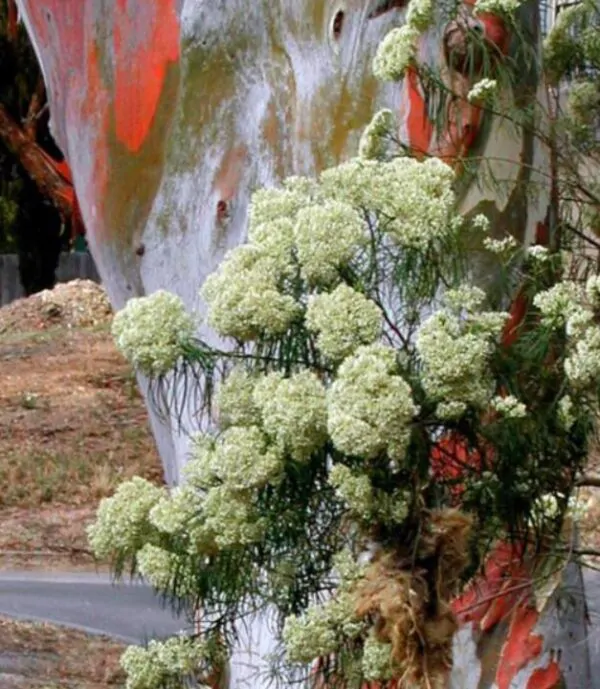 Eucalyptus rubida - Eucalipto Velas em Chama, Candlebark Gum, Candle Bark