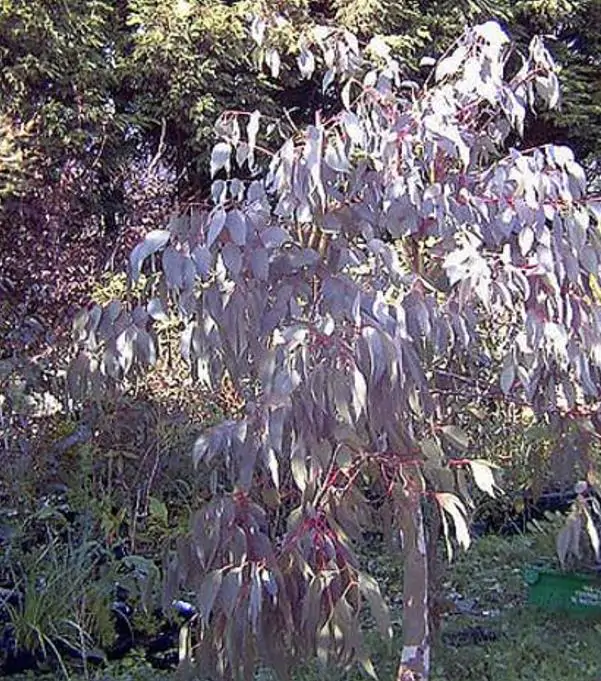 Eucalyptus rubida - Eucalipto Velas em Chama, Candlebark Gum, Candle Bark - Imagem 5
