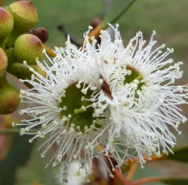 Eucalyptus rubida - Eucalipto Velas em Chama, Candlebark Gum, Candle Bark - Imagem 8