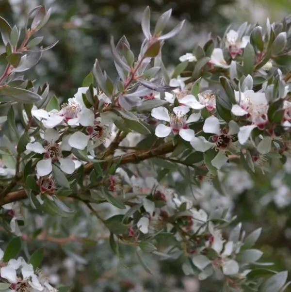 Leptospermum grandiflorum - Árvore de Chá das Flores Grandes, Árvore de Chá do Outono, Autumn Tea Tree - Image 3