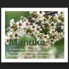 Leptospermum scoparium prov. NZ - Manuka, Planta chá Nova Zelândia, Árvore chá da Nova Zelândia