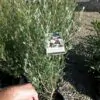 Leptospermum sericeum - Manuka Esperance, Planta Chá Prata, Árvore Chá de Esperance - Image 3