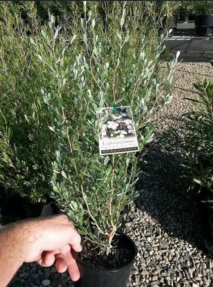 Leptospermum sericeum - Manuka Esperance, Planta Chá Prata, Árvore Chá de Esperance - Image 3