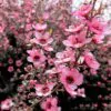 Leptospermum sericeum - Manuka Esperance, Planta Chá Prata, Árvore Chá de Esperance - Image 6