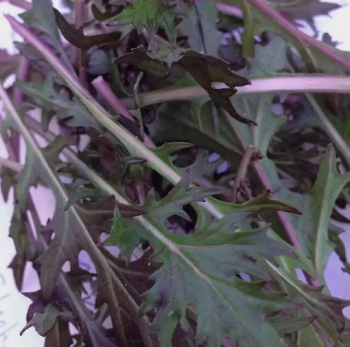 Brassica rapa ssp Japonica Mizuna Red knight - Mizuna Roxa, Couve Mostarda Japonesa Vermelha, Couve Japonesa Vermelho Púrpura - Imagem 2