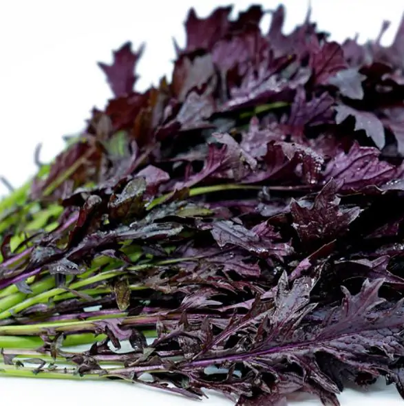 Brassica rapa ssp Japonica Mizuna Red knight - Mizuna Roxa, Couve Mostarda Japonesa Vermelha, Couve Japonesa Vermelho Púrpura