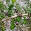 Leptospermum scoparium prov. NZ - Manuka, Planta chá Nova Zelândia, Árvore chá da Nova Zelândia - Image 2