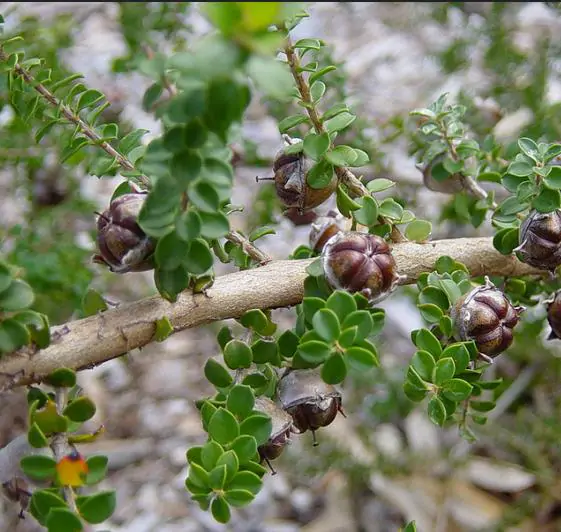 Leptospermum scoparium prov. NZ - Manuka, Planta chá Nova Zelândia, Árvore chá da Nova Zelândia - Image 2