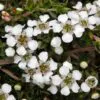 Leptospermum scoparium prov. NZ - Manuka, Planta chá Nova Zelândia, Árvore chá da Nova Zelândia - Image 3