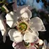 Leptospermum scoparium prov. NZ - Manuka, Planta chá Nova Zelândia, Árvore chá da Nova Zelândia - Image 4