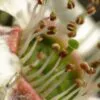 Leptospermum scoparium prov. NZ - Manuka, Planta chá Nova Zelândia, Árvore chá da Nova Zelândia - Image 5