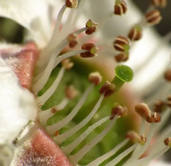 Leptospermum scoparium prov. NZ - Manuka, Planta chá Nova Zelândia, Árvore chá da Nova Zelândia - Image 5