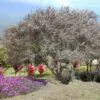 Leptospermum scoparium prov. NZ - Manuka, Planta chá Nova Zelândia, Árvore chá da Nova Zelândia - Image 6
