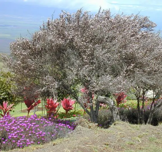 Leptospermum scoparium prov. NZ - Manuka, Planta chá Nova Zelândia, Árvore chá da Nova Zelândia - Image 6