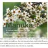 Leptospermum scoparium prov. NZ - Manuka, Planta chá Nova Zelândia, Árvore chá da Nova Zelândia - Image 7
