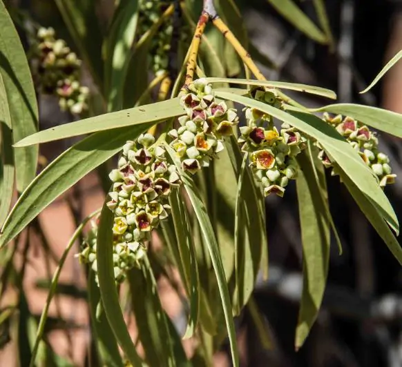 Santalum acuminatum - Sândalo Doce, Quandong Doce do Deserto, Sândalo Australiano, Pêssego Selvagem, D - Image 2