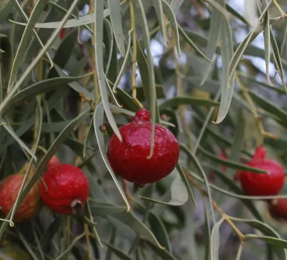 Santalum acuminatum - Sândalo Doce, Quandong Doce do Deserto, Sândalo Australiano, Pêssego Selvagem, D - Image 3