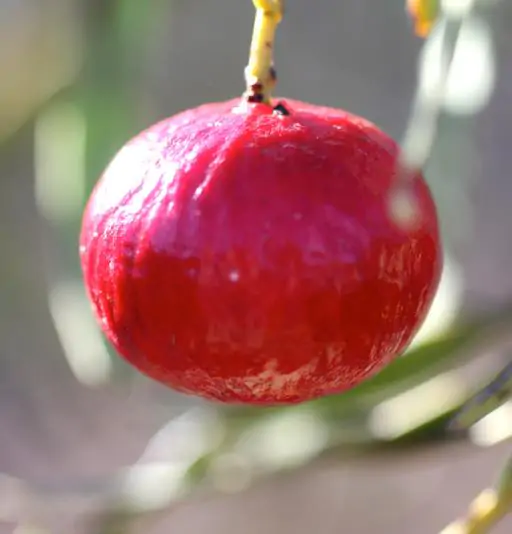 Santalum acuminatum - Sândalo Doce, Quandong Doce do Deserto, Sândalo Australiano, Pêssego Selvagem, D - Image 4
