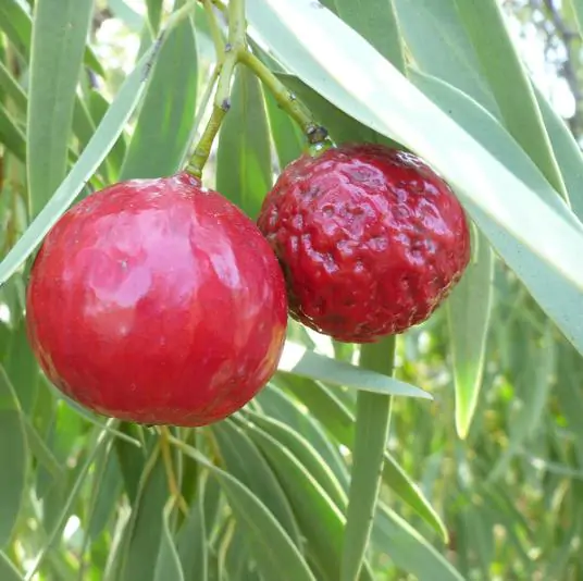 Santalum acuminatum - Sândalo Doce, Quandong Doce do Deserto, Sândalo Australiano, Pêssego Selvagem, D - Image 5